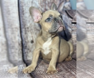 French Bulldog Puppy for sale in MIAMI, FL, USA