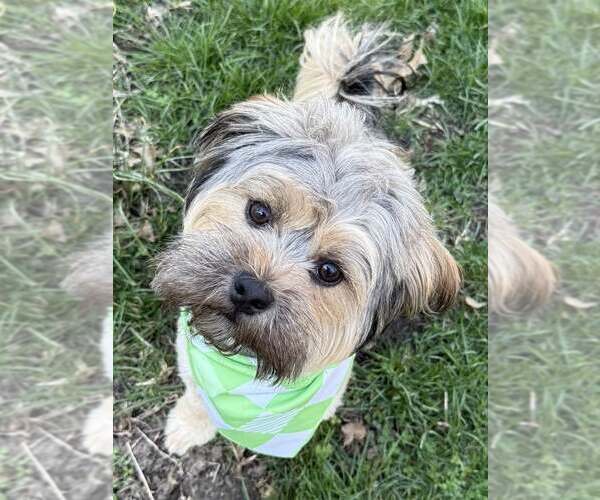 Medium Photo #1 ShiChi Puppy For Sale in Lee's Summit, MO, USA