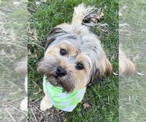 ShiChi Dogs for adoption in Lee's Summit, MO, USA