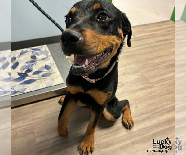 Medium Photo #2 Rottweiler-Unknown Mix Puppy For Sale in Washington, DC, USA