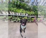 Small #8 Labrador Retriever Mix