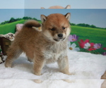 Small Photo #4 Shiba Inu Puppy For Sale in MANHATTAN, NY, USA