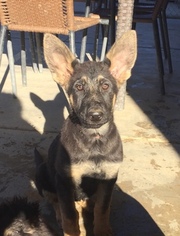 German Shepherd Dog Puppy for sale in VICTORVILLE, CA, USA