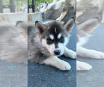 Small #4 Siberian Husky