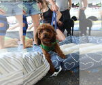 Small #4 Poodle (Miniature)