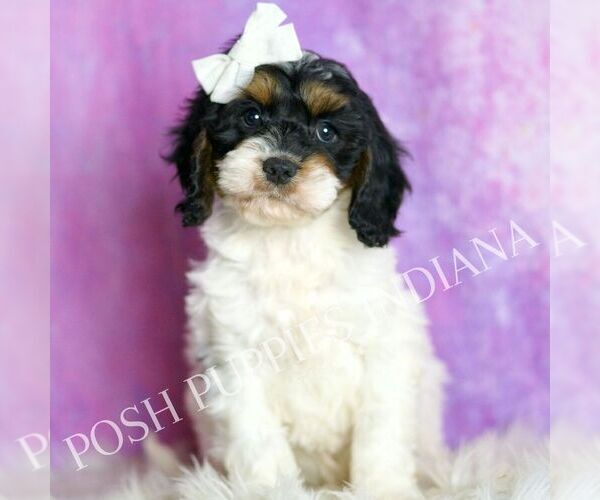Medium Photo #7 Cavapoo (Miniature) Puppy For Sale in WARSAW, IN, USA