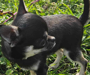 Chihuahua Puppy for sale in GROVE, OK, USA