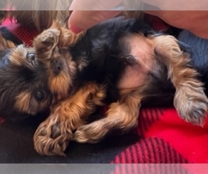 Yorkshire Terrier Puppy for Sale in SCOTTSDALE, Arizona USA