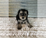 Puppy 2 ShihPoo-YorkiePoo Mix