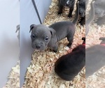 Small #33 American Bully