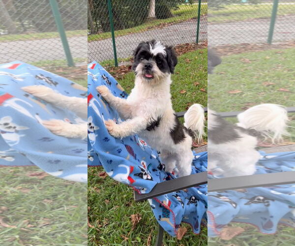 Medium Photo #1 Shih Tzu Puppy For Sale in Weston, FL, USA