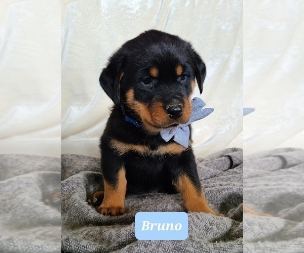 Medium Photo #1 Rottweiler Puppy For Sale in MIDDLEBURY, IN, USA