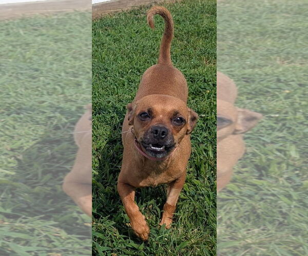 Medium Photo #9 Chug Puppy For Sale in Shelbyville, TN, USA