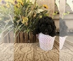 Small Photo #11 Maltese-Poodle (Toy) Mix Puppy For Sale in MONTGOMERY, AL, USA