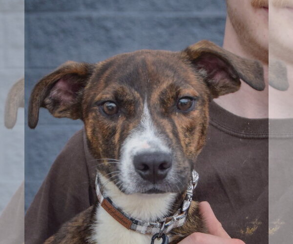 Medium Photo #5 Boxer-Red Heeler Mix Puppy For Sale in Huntley, IL, USA