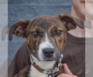 Vic - Male Boxer-Red Heeler Mix Dog for Adoption - Photo #5