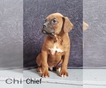 Puppy 2 Boxer