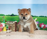Small Photo #6 Shiba Inu Puppy For Sale in DALLAS, TX, USA