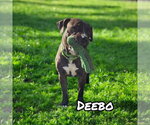 Small #6 American Staffordshire Terrier-Mastiff Mix