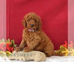 Small Goldendoodle