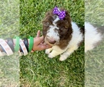 Small Photo #6 Poodle (Standard) Puppy For Sale in SAN ANTONIO, TX, USA