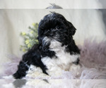 Small Photo #6 Shih Tzu Puppy For Sale in MIDDLEBURY, IN, USA