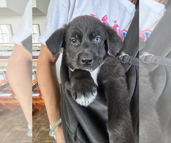 Medium Photo #5 Mutt Puppy For Sale in Brooklyn, NY, USA