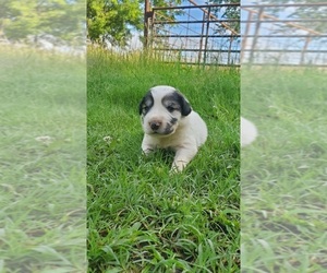 Great Pyrenees Puppy for sale in WATTS, OK, USA