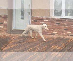 Mother of the Bernedoodle puppies born on 10/16/2025