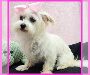Maltipoo (Miniature) Puppy for sale in TAYLOR, TX, USA