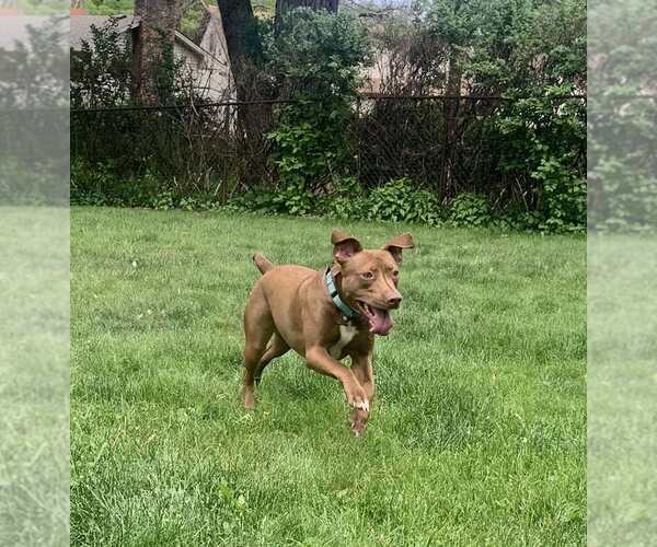 Medium Photo #2 American Pit Bull Terrier-Labrador Retriever Mix Puppy For Sale in Minneapolis, MN, USA