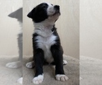 Small #6 Border Collie