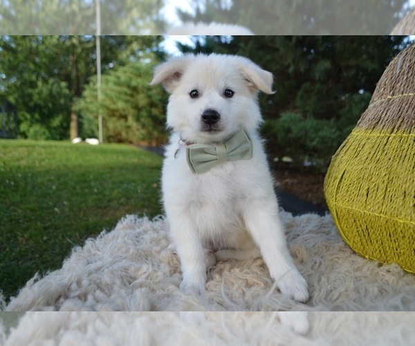 Medium Photo #2 American Eskimo Dog Puppy For Sale in HONEY BROOK, PA, USA