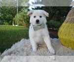 Small Photo #2 American Eskimo Dog Puppy For Sale in HONEY BROOK, PA, USA