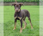 Small #4 Doberman Pinscher