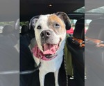 Small #7 Boxer Mix