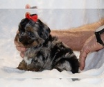 Small #12 ShihPoo