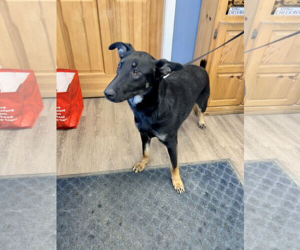 Medium Photo #2 German Shepherd Dog Puppy For Sale in Sebec, ME, USA