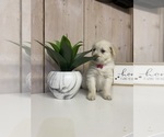 Puppy Dark Pink Golden Retriever