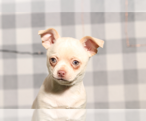 Medium Photo #1 Chihuahua Puppy For Sale in MARIETTA, GA, USA