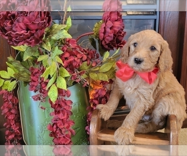Medium Photo #1 Goldendoodle mix (+ Poodle Standard) Puppy For Sale in JACKSBORO, TX, USA
