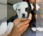 Small Photo #2 American Bulldog Puppy For Sale in CHATSWORTH, CA, USA