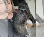 Small #3 Bernedoodle