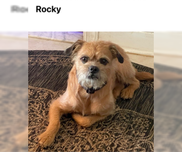 Medium Photo #3 Mutt Puppy For Sale in Cliffwood, NJ, USA