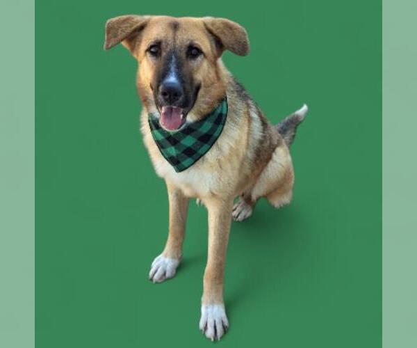 Medium Photo #1 German Shepherd Dog Puppy For Sale in Bakersfield, CA, USA