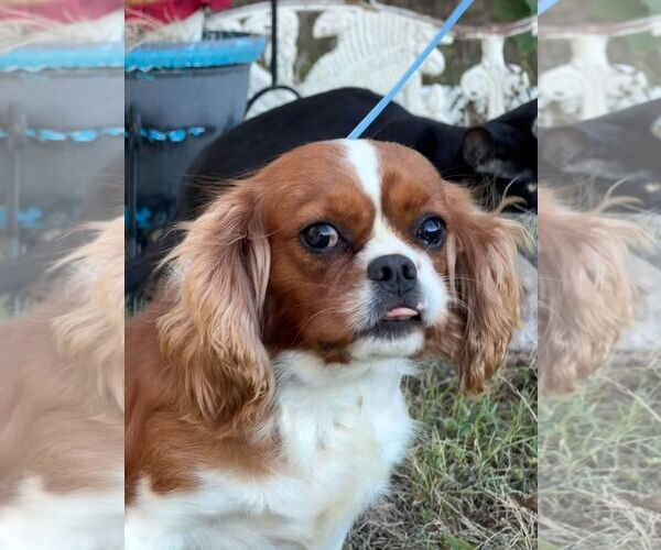 Medium Photo #1 Cavalier King Charles Spaniel Puppy For Sale in HOPKINSVILLE/PRINCETON, KY, NH, USA