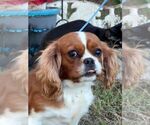 Annabelle - Female Cavalier King Charles Spaniel Dog for Adoption - Small photo