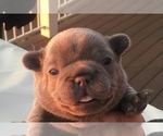 Small Photo #22 French Bulldog Puppy For Sale in PLACERVILLE, CA, USA