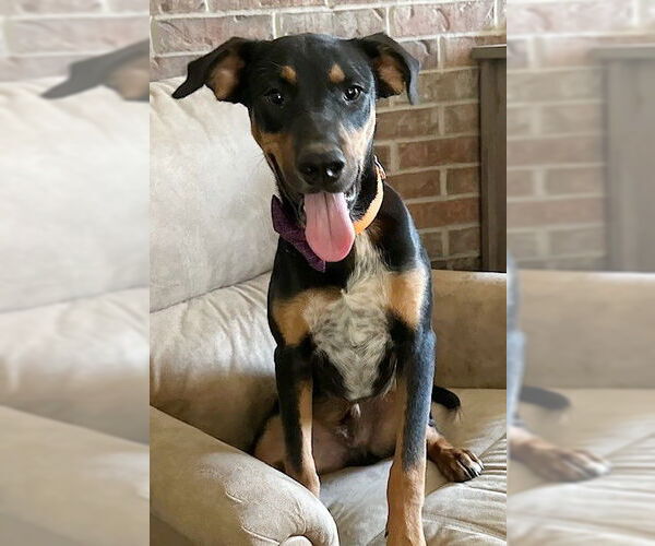 Medium Photo #2 Mutt Puppy For Sale in Genesee, WI, USA