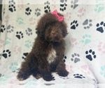 Small #5 ShihPoo